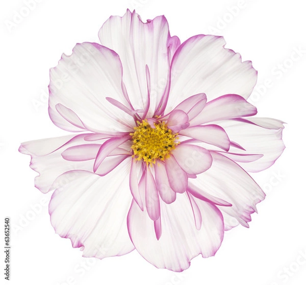 Obraz cosmos