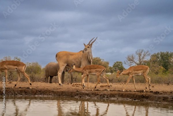 Fototapeta BOTSWANA - MASHATU trip