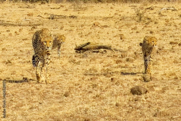 Obraz BOTSWANA - MASHATU trip