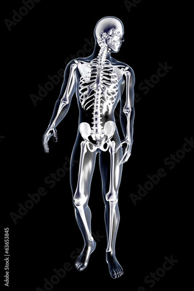 Fototapeta Anatomie