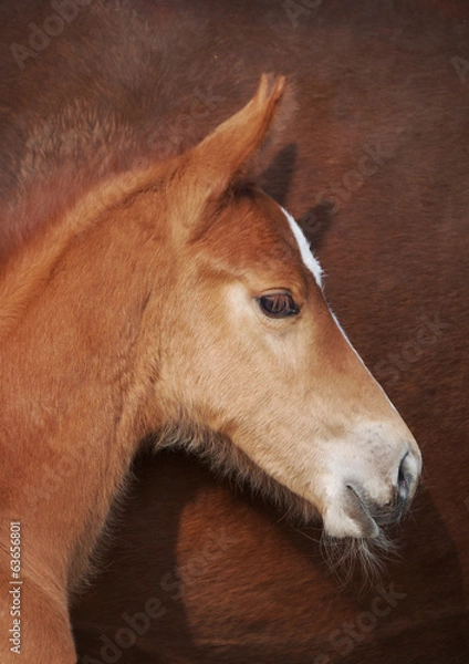 Obraz Pferdekinder 2