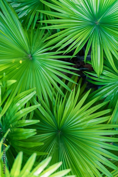 Obraz Beautiful bright palm leaf closeup for texture or background. Amazing nature macro. Tropical palm leaves, floral pattern. Fresh green natural pattern. Relaxing peaceful tropical lush foliage wallpaper