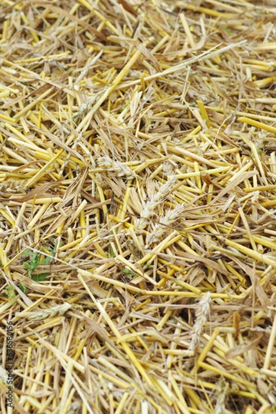 Obraz コンバインで脱穀した麦ワラを粉砕