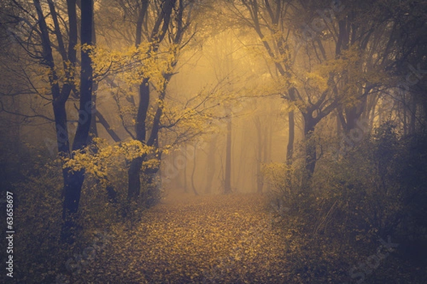 Fototapeta Tajemniczy mglisty las o bajkowym wyglądzie