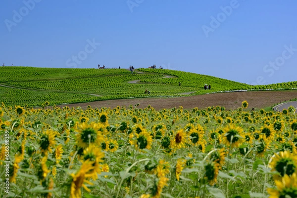 Obraz 真夏の風景・一面のコキア