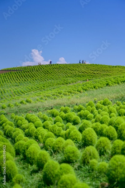 Obraz 真夏の風景・一面のコキア