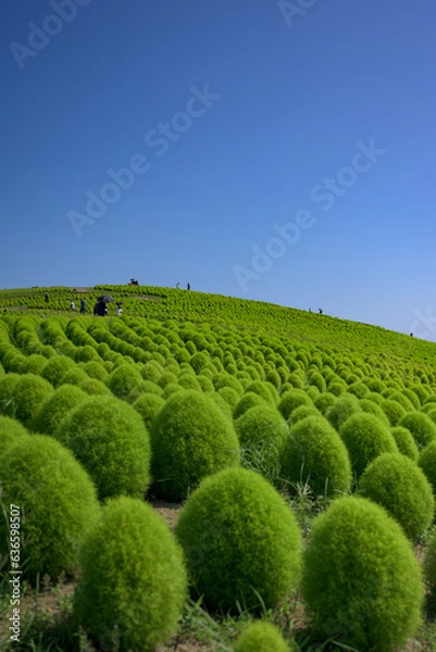 Obraz 真夏の風景・一面のコキア
