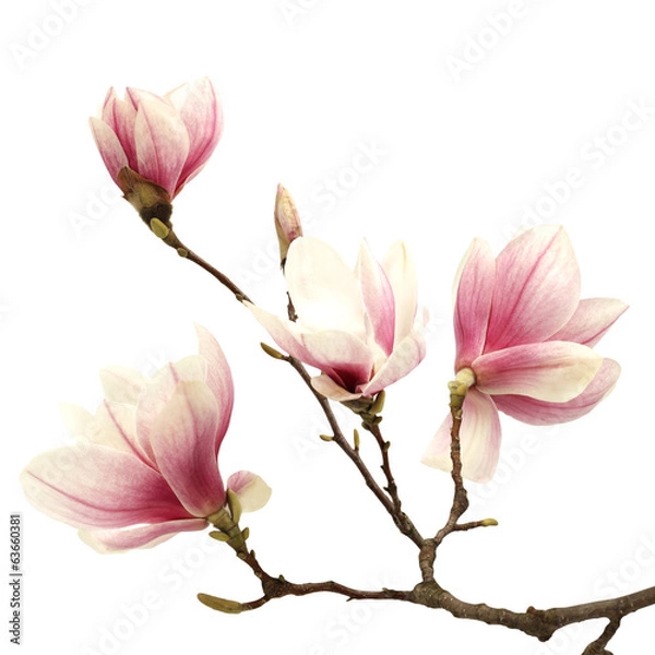 Fototapeta magnolia