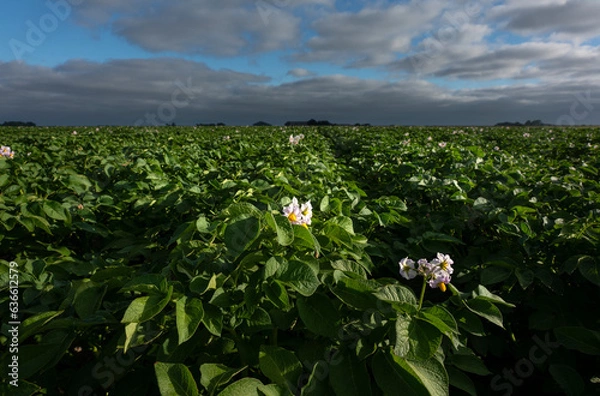 Fototapeta Flowering potato plants on straight ridges, photographed from the ground. It gives a different perspective.