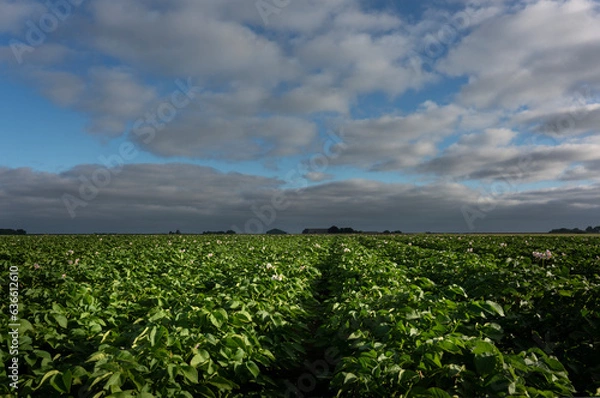 Fototapeta Flowering potato plants on straight ridges, photographed from the ground. It gives a different perspective.