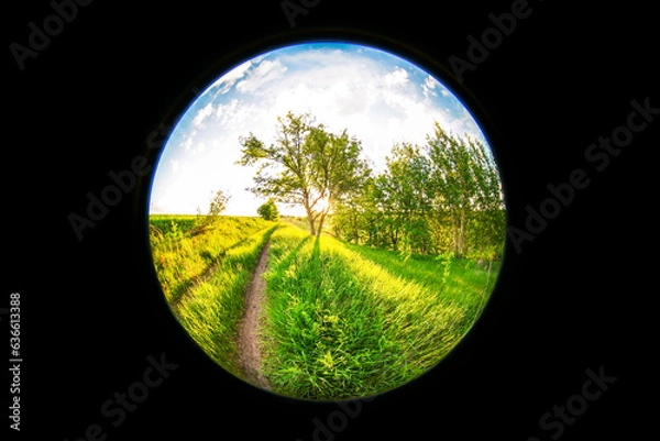Fototapeta a tree in a meadow against the backdrop of the bright sun and a country road