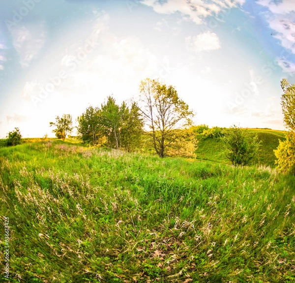 Fototapeta tree in the meadow against the backdrop of the bright sun