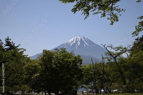 Obraz 木々の間から見える冠雪した富士山