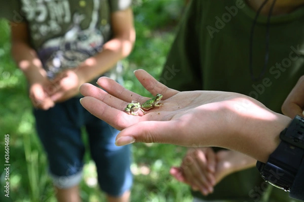 Obraz 手のひらに乗せた黄緑色のアマガエル