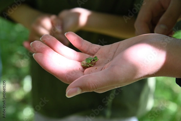 Obraz 手のひらに乗せた黄緑色のアマガエル