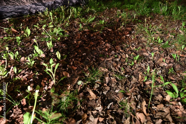 Obraz 庭のライトが当たる部分に人影