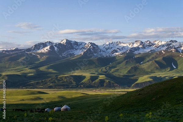 Obraz cows in the mountains
