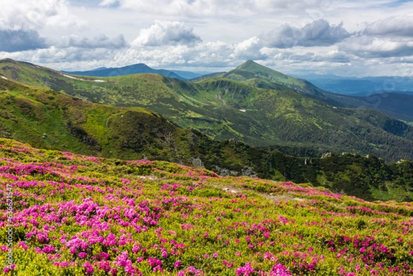 Fototapeta Flowering of the Carpathian rhododendron in the Carpathians.