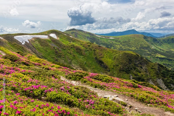 Fototapeta Flowering of the Carpathian rhododendron in the Carpathians.