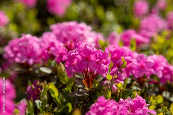 Fototapeta Carpathian rhododendron flowers