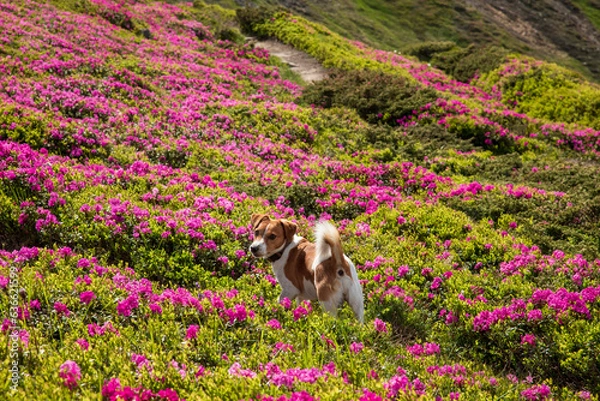 Fototapeta A dog in a blooming rhododendron.
