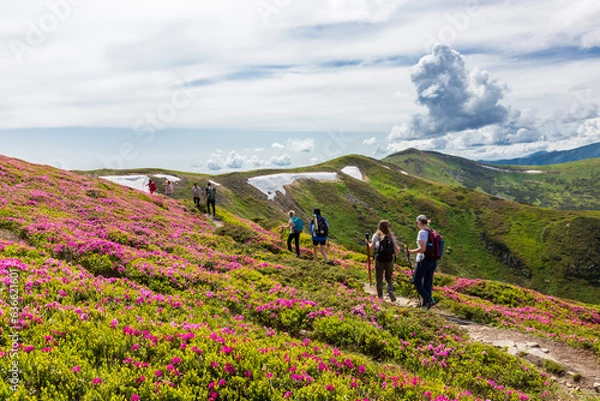 Fototapeta A walk among blooming rhododendron in the Carpathians.