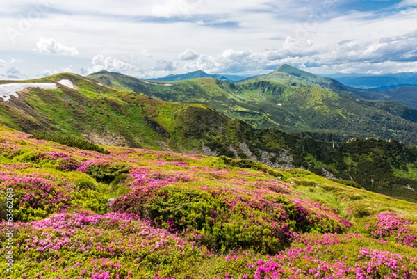 Obraz Flowering of the Carpathian rhododendron in the Carpathians.