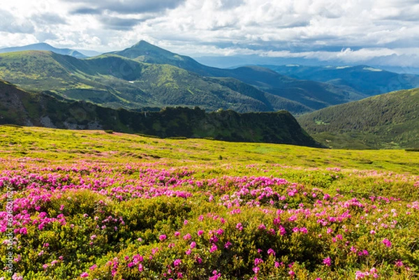 Fototapeta Flowering of the Carpathian rhododendron in the Carpathians.