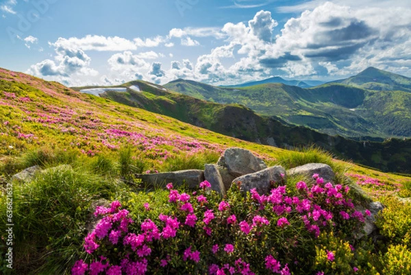 Fototapeta Flowering of the Carpathian rhododendron in the Carpathians.