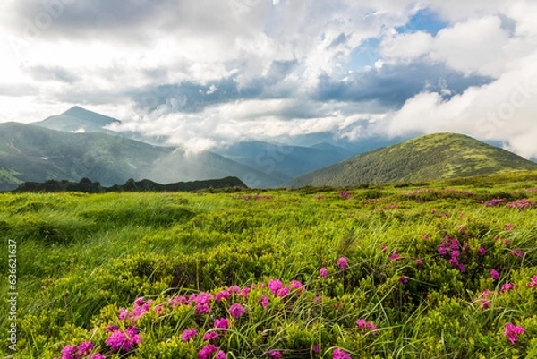 Fototapeta Flowering of the Carpathian rhododendron in the Carpathians.