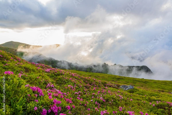 Fototapeta Flowering of the Carpathian rhododendron in the Carpathians in the evening light