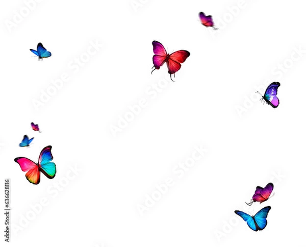 Obraz Set of butterflies on transparent background. Butterfly with different colors isolated. Realistic butterflies postcard card frame Collection of multicolored butterflies