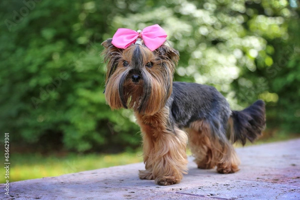 Fototapeta Yorkshire Terrier in nature with a pink bow.