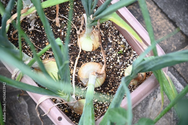 Obraz プランターで育てたタマネギ