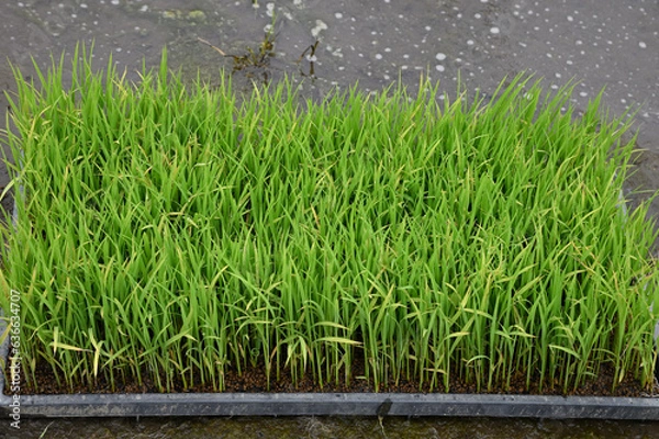 Obraz 田植え前に田んぼに置かれた稲の苗