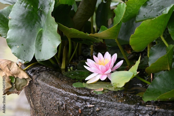 Obraz 水面に浮かぶ蓮の花