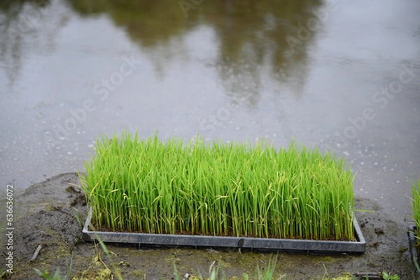 Obraz 田植え前に田んぼに置かれた稲の苗