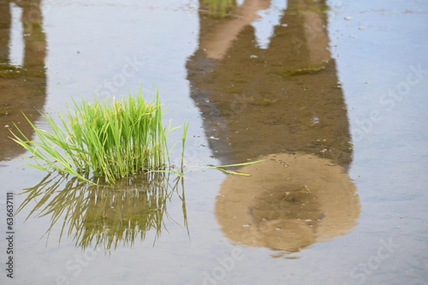 Obraz 田植えをする人の水面に映った姿