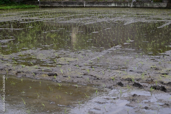 Obraz 田植えしたばかりの田んぼの様子