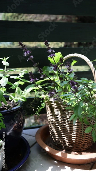 Obraz Herbs growing in containers on the balcony