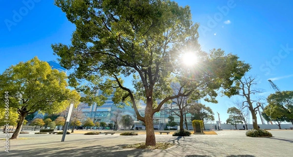 Fototapeta 都会公園の樹木と太陽