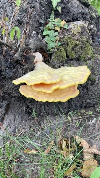 Obraz mushroom in the forest