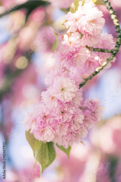 Obraz Cherry blossom tree