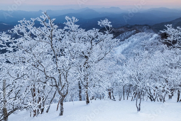 Obraz 夜明けの高見山の樹氷林
