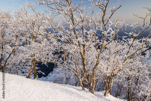 Obraz 高見山から朝陽をうける樹氷