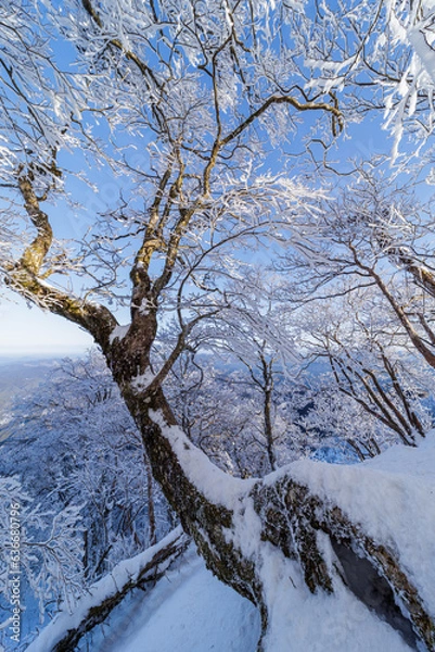 Obraz 樹氷の高見山