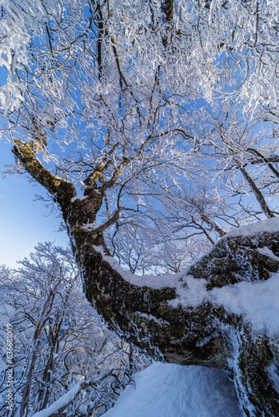 Obraz 樹氷の高見山