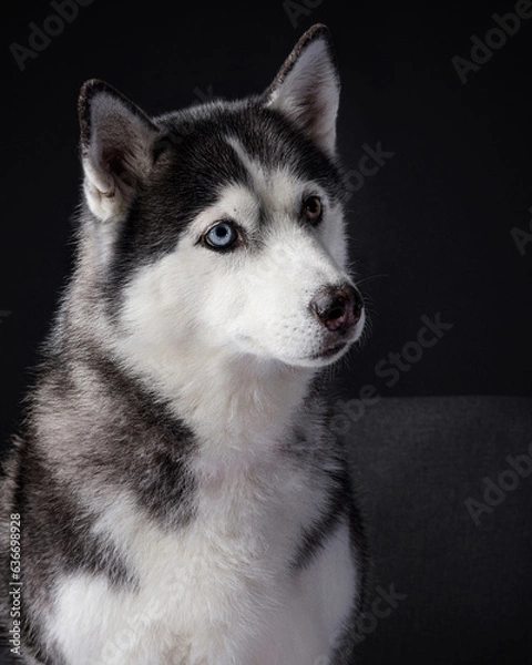 Fototapeta Professional portrait of a Siberian husky dog in the studio