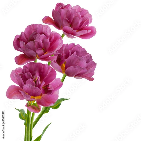 Obraz Tulips isolated on white background
