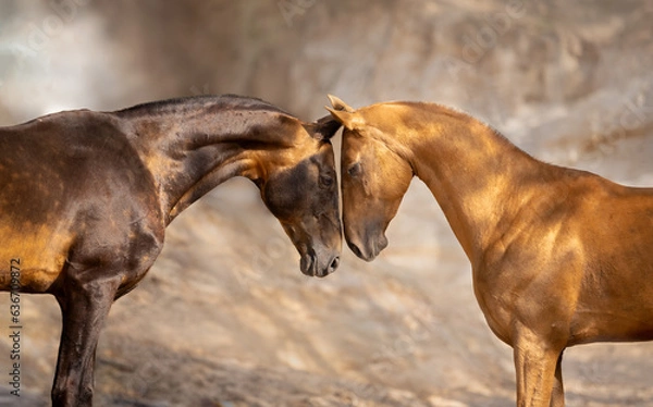 Obraz two horses on a meadow